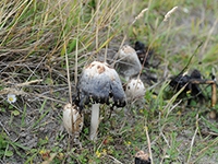 ink-cap